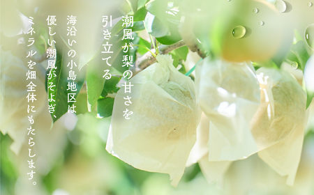 小島梨 3kg ~9玉 朝倉 産地直送 梨