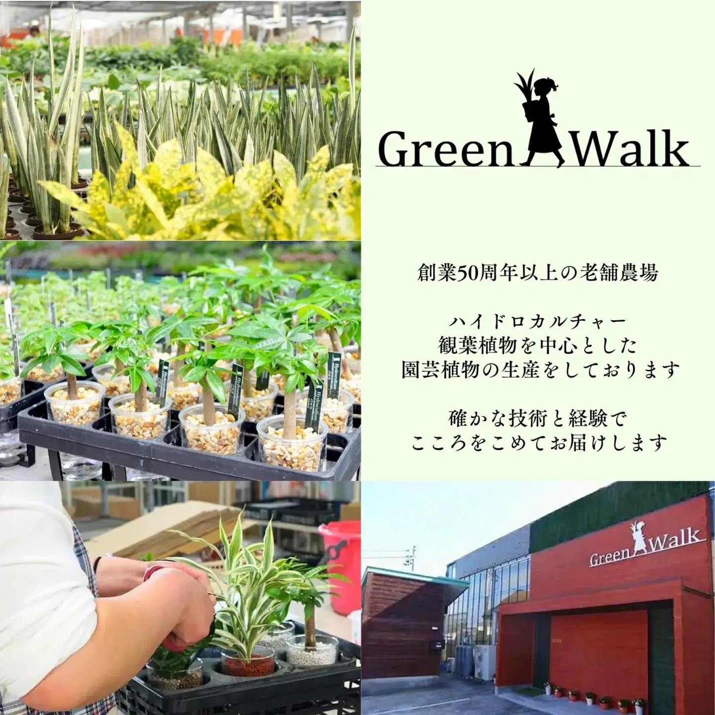 ハイドロカルチャー 観葉植物 テラリウムボトルM 鉢植え 土無し インテリア　                                  