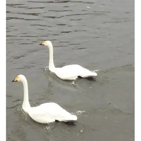岩手県岩泉町産　りんご2品種(サンふじ・大夢)食べくらべ! 1.5キロ(約4個)_果物・フルーツ りんご  リンゴ 林檎_【1542938】