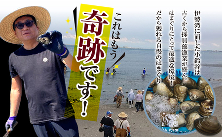 【 奇跡のはまぐり 】小鈴谷産天然はまぐり【 1kg 】 国産 天然 はまぐり 貝 漁協直送 魚貝類 肉厚 日本産 旨味 お祝い お吸い物 大きい 手掘り 潮干狩り 冷蔵便 小鈴谷天然蛤 海の幸 縁起物