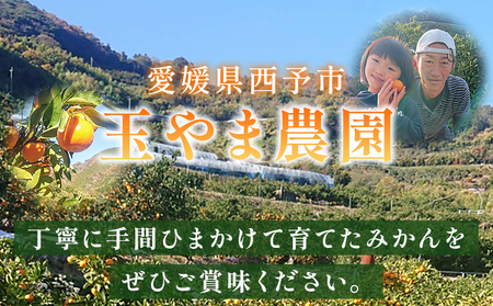 ＜【訳あり】温州みかん（南柑20号）約5kg 数量限定 産地直送＞ ワケアリ 家庭用 みかん ミカン うんしゅうみかん ウンシュウ なんかん 蜜柑 柑橘 フルーツ 果物 果実 くだもの 特産品 旬 玉やま農園 愛媛県 西予市【常温】『2024年12月から順次出荷予定』MTN0007