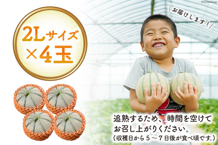AK131 【令和9年度出荷分】 メロン 赤肉メロン マルセイユ 2L 4玉 ◎