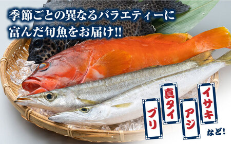 対馬 活〆 島魚 セット 1.5kg [WAC005] ブリブリブリブリブリ