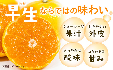 ゆら早生みかん 厳選 5kg Mサイズ GOGO農園