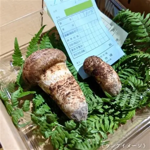【和歌山産】～香りそのまま真空パック～高級・希少 高野松茸　200g(訳有品詰合せ)_野菜 松茸 きのこ まつたけ マツタケ_【配送不可地域：離島・北海道・沖縄県】【1340753】