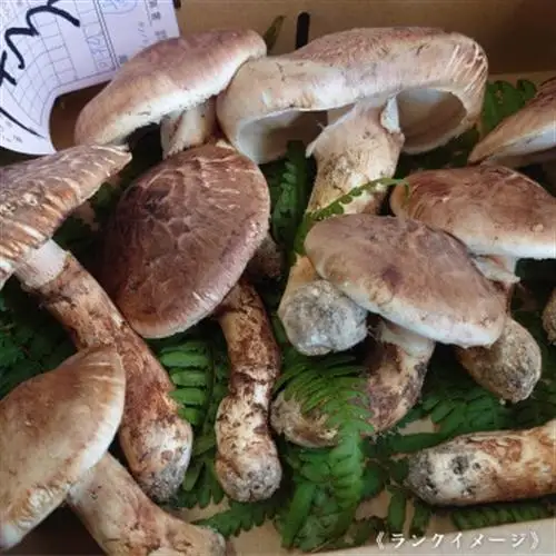 【和歌山産】～香りそのまま真空パック～高級・希少高野松茸　300g(福:★)_野菜 松茸 きのこ まつたけ マツタケ_【配送不可地域：離島・北海道・沖縄県】【1340770】