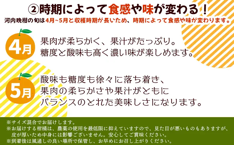 ＜《4月発送》旬をお届け！河内晩柑 約6kg＞ みかん ミカン 蜜柑 果物 柑橘類 果実 オレンジ フルーツ かわちばんかん カワチバンカン 特産品 国産 明浜産 二ノ宮商事 愛媛県 西予市【常温】『2027年4月中旬から順次出荷予定』ANS0020