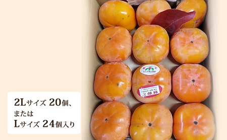 次郎柿 樹齢90年越え古木 産地直送 次郎柿【約5kg】