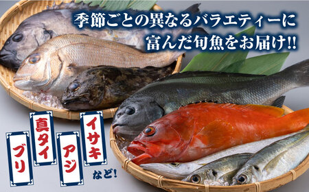 対馬 活〆 島魚セット 2.5ー3kg 海鮮 魚介 ブリ タイ  [WAC004]
