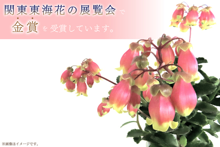 【2027年2月より順次発送】須貝花園 カランコエ 1鉢(7号鉢)｜カランコエ 花 季節の花 須貝花園 先行予約 茨城県 行方市(C-3)