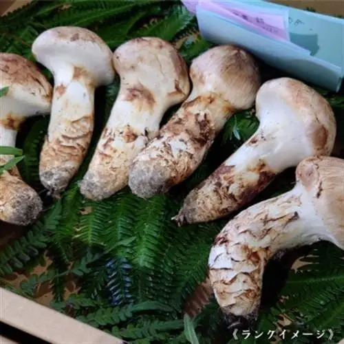 【和歌山産】～香りそのまま真空パック～高級・希少 高野松茸　300g(極:★★★)_野菜 松茸 きのこ まつたけ マツタケ_【配送不可地域：離島・北海道・沖縄県】【1340772】