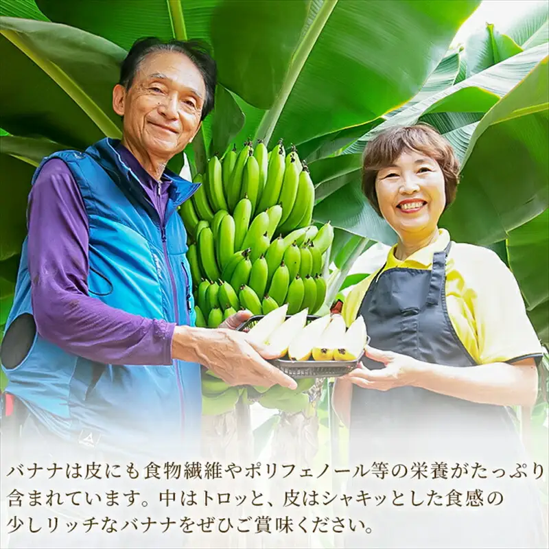 定期便：スタンダード 金太郎バナナ（25本）  5本×5回（毎月お届け） 栽培期間中農薬不使用 【国産 ギフト プレゼント 贈り物 お返し おいしい 金太郎バナナ 果物 くだもの フルーツ お歳暮 お中元 】