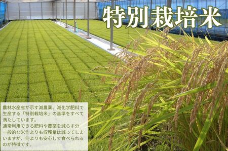 米 桂流 こしひかり 米 （ 数量限定 100 セット）米 特別栽培米 米 ４㎏ （ 2kg × 2袋 ） 009-005