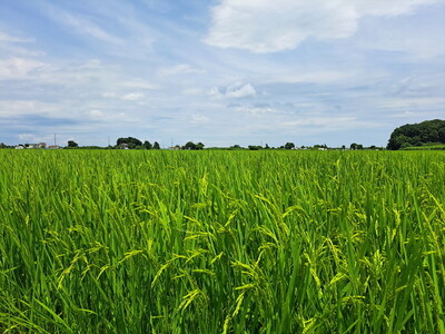 【令和7年産】コシヒカリ 精米 10kg【茨城県共通返礼品　美浦村産】 ※2026年6月～発送