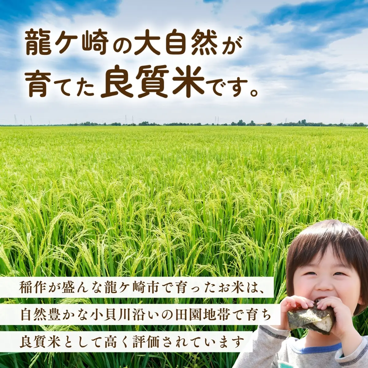 ＜3ヵ月定期便＞【令和8年産】 お米マイスターセレクト茨城産コシヒカリ(玄米30kg) | 玄米  コシヒカリ 米 お米 ごはん  