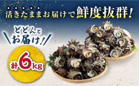 【先行日時予約】対馬産 活サザエ 6kg [WAA016] さざえ 貝 サザエ 刺し身 お刺し身 サザエ