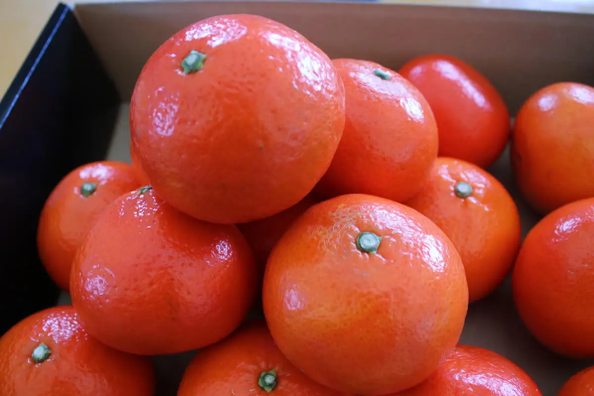 【先行受付】みはや 2kg 果物 フルーツ くだもの 柑橘 みかん 蜜柑 新品種 おすすめ A級品 化粧箱 ギフト 贈り物 贈答 プレゼント おすすめ おすそ分け おやつ スイーツ デザート 宮崎県 綾町 送料無料【JA綾町】_A0114-2491