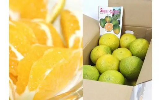 【先行予約】希少柑橘「スイートスプリング」5kg [化粧箱] 果物 フルーツ くだもの 柑橘 オレンジ みかんジュース おすすめ ギフト 贈り物 贈答 プレゼント おすそ分け おやつ スイーツ デザート 常温 産地直送 宮崎県 綾町 送料無料【JA綾町】_A0114-2581