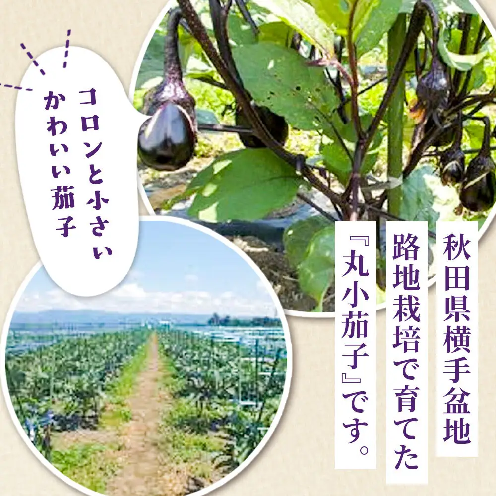 秋田丸小茄子（小）3kg 箱詰