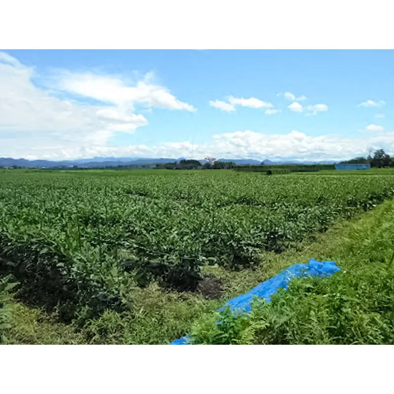 秋田丸茄子 4kg
