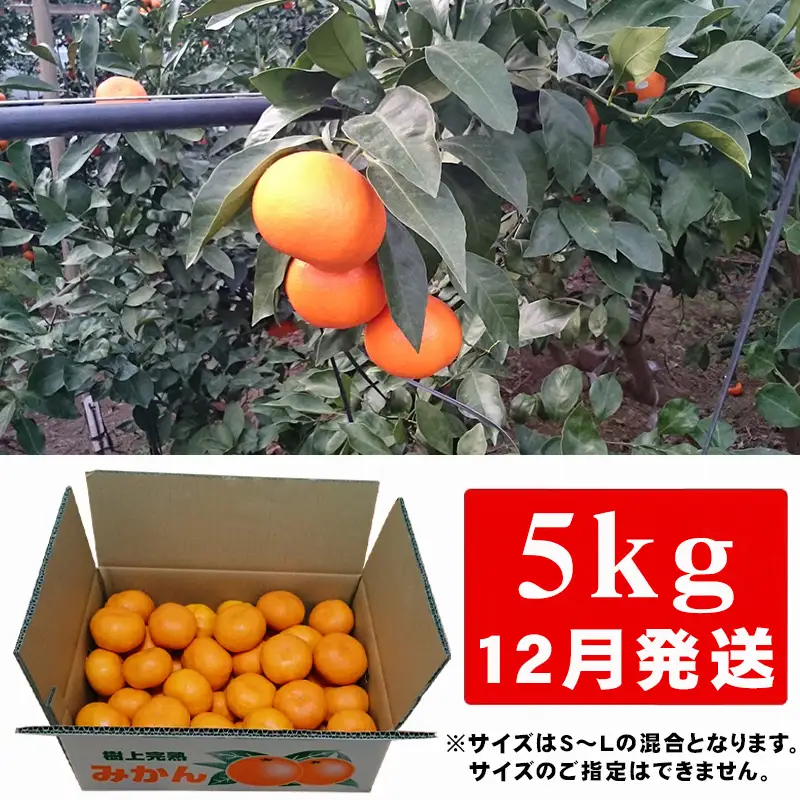 『先行予約』【12月発送】吉田みかん園の樹上完熟みかん 5kg