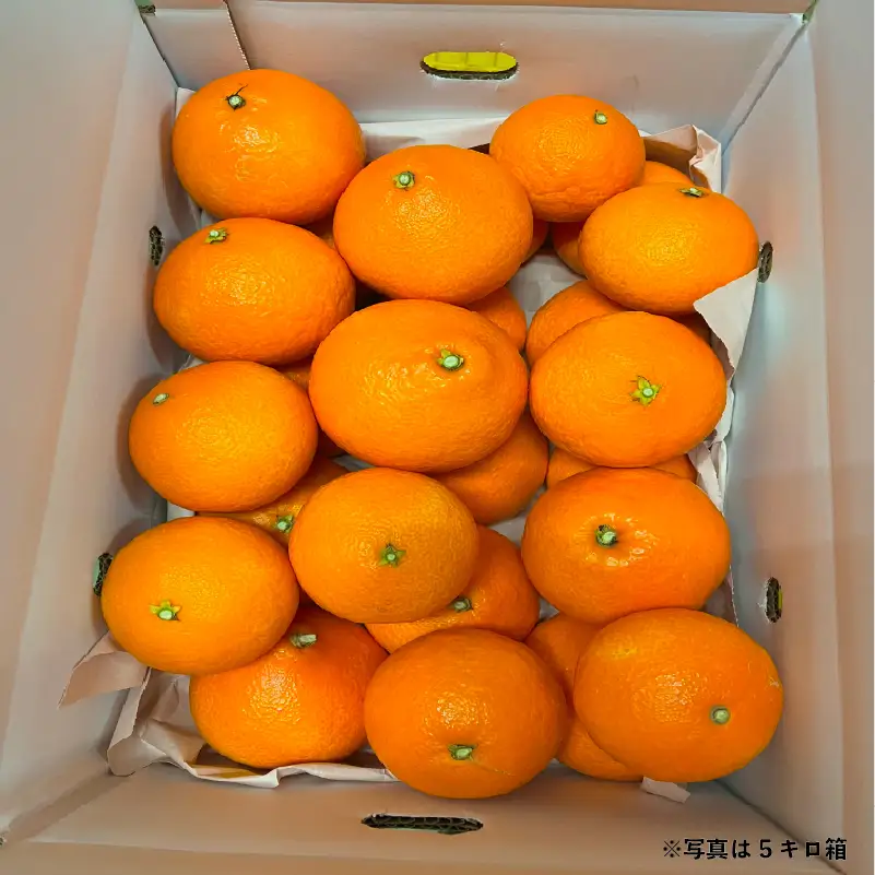 【2026年11月下旬頃から順次発送】ご家庭用 愛果28号 (紅まどんな と同品種) 約9kg  ハウス栽培 | あいか 28号 果物 みかん 柑橘 宮本農園 愛媛県 松山市MN0143】