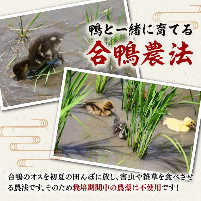 地酒 一鳥万宝 1800ml×2本 ADBF002 日本酒 酒 地酒 米 純米大吟醸