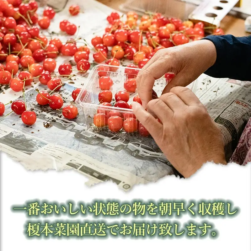 【令和9年産】さくらんぼ 佐藤錦 (Lサイズ以上)  バラ詰め 500g 榎本菜園  K-935
