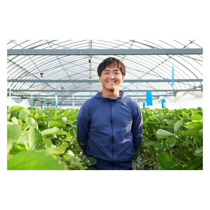 先行受付【静岡県産いちご】完熟紅ほっぺ2パックセット（300g×2パック）【2027年1月下旬～発送予定】