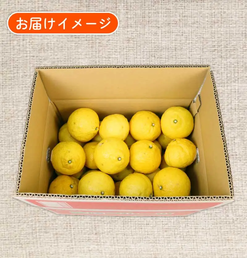訳あり はるか みかん 約5.5kg ふるくとファーム かなこちゃん はるか B010-037007