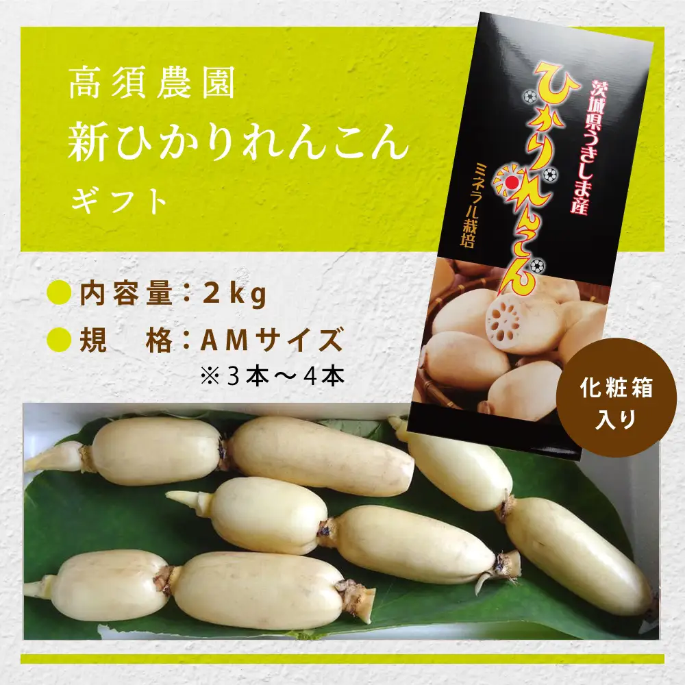 夏だけの味！「新ひかりれんこん」ギフト2kg (AMサイズ) 化粧箱入 [1742]