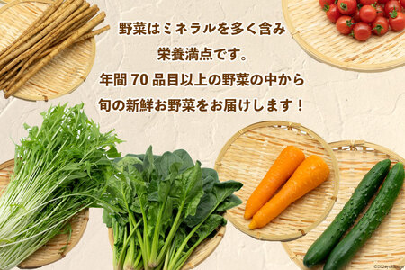 AI023【10～5月限定出荷】こむたの旬の野菜つめあわせ(13～15品目)おまかせ L セット 
