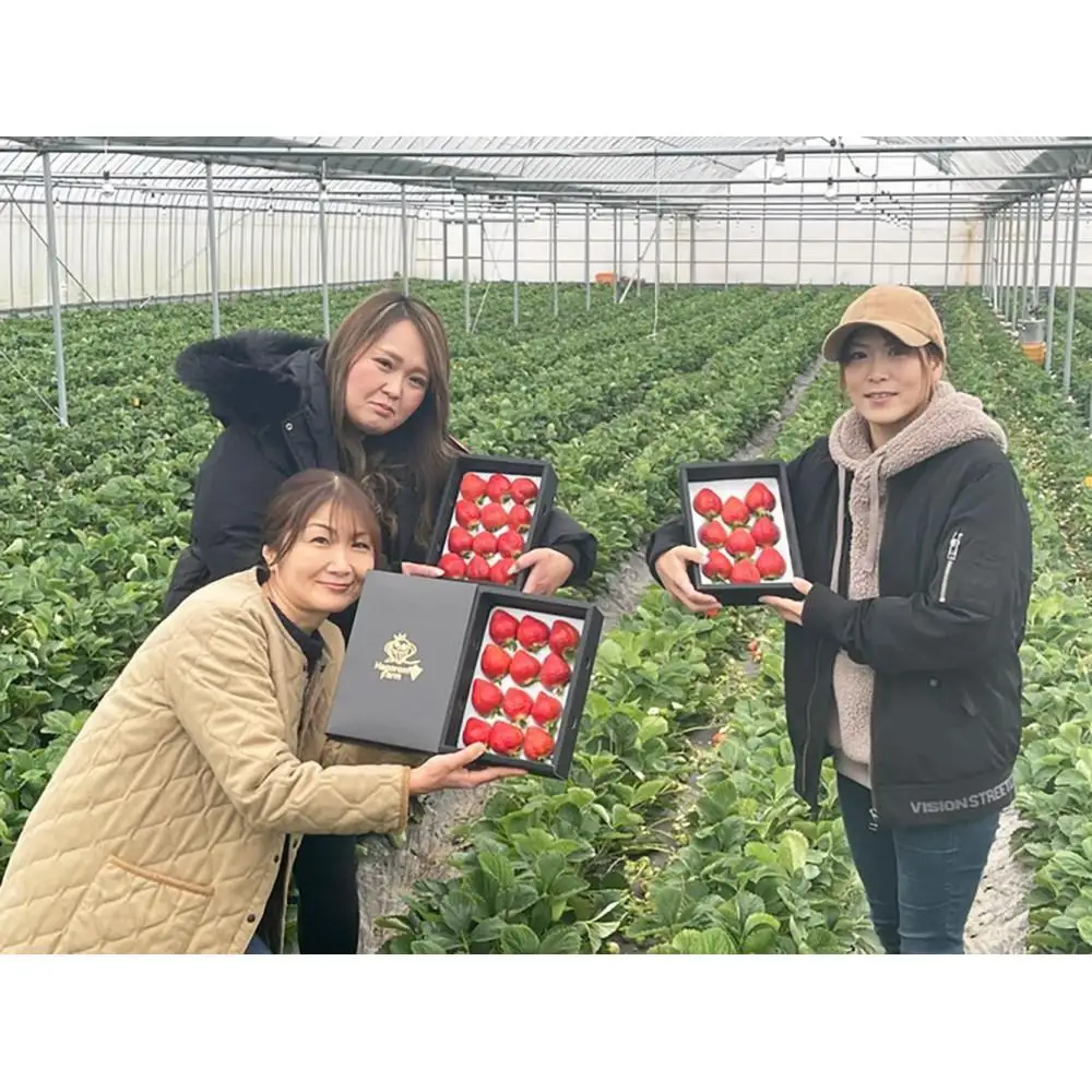 羽衣農園の完熟あまおうDX等級420g ９～15粒 | いちご イチゴ 苺 フルーツ 食品 人気 おすすめ 送料無料