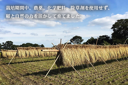 【令和6年産】 彩のきずな　白米　5kg