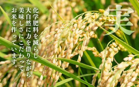 令和8年産 コシヒカリ 5kg【無洗米】 [m25-a007_02]