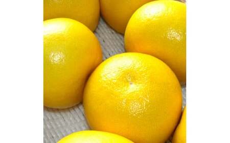 高知県産 温室文旦 5kg 