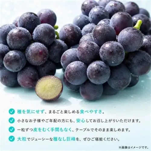紀州和歌山産の種なし巨峰ぶどう2房(約800g～1kg)【配送不可地域：離島・北海道・沖縄県】【1550271】