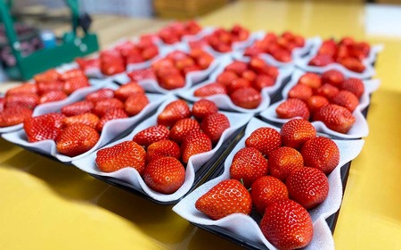 先行予約【2027年1月発送】 いちご あまおとめ 約1kg（約250g×4パック）