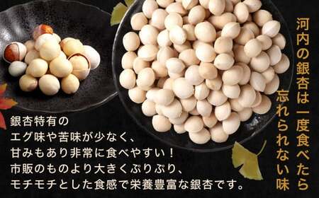 北九州河内の銀杏 200g 銀杏 ぎんなん 殻付き 実 おつまみ おやつ 酒の肴 モチモチ 国産 福岡県 北九州市 【2026年11月上旬～2027年2月下旬発送】