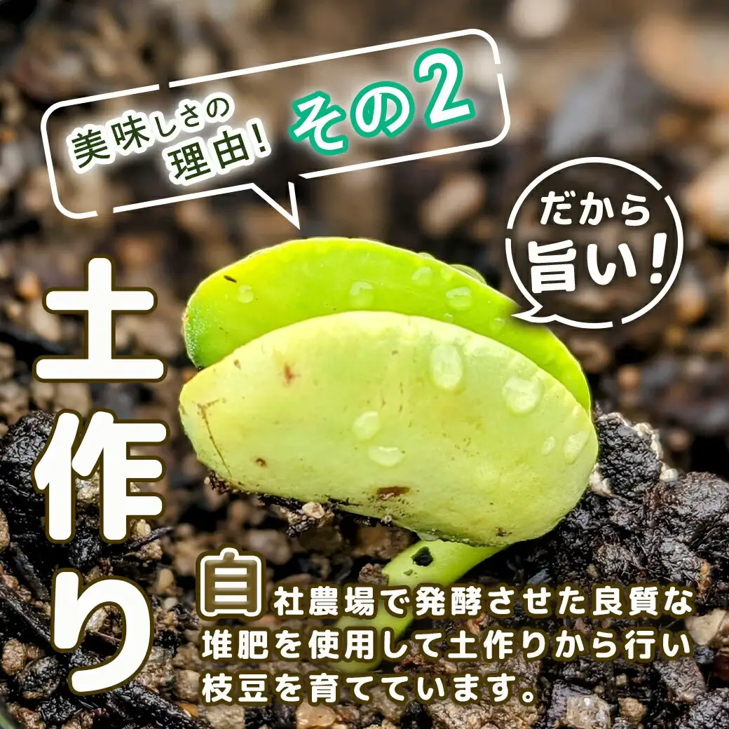 【先行受付】都城産枝豆(湯あがり娘)1.5kg(250g×6P)〔11-B402-7〕_(都城市) 都城産枝豆 湯あがり娘 1.5kg おつまみ 産地直送 先行受付