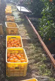 訳あり 早生みかん 大小混合 10kg 和歌山みかん