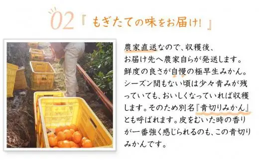極早生みかん 和歌山県産日南早生みかんなど 6.5kg 混合サイズ 2026年10月中旬より順次発送［Mg2］