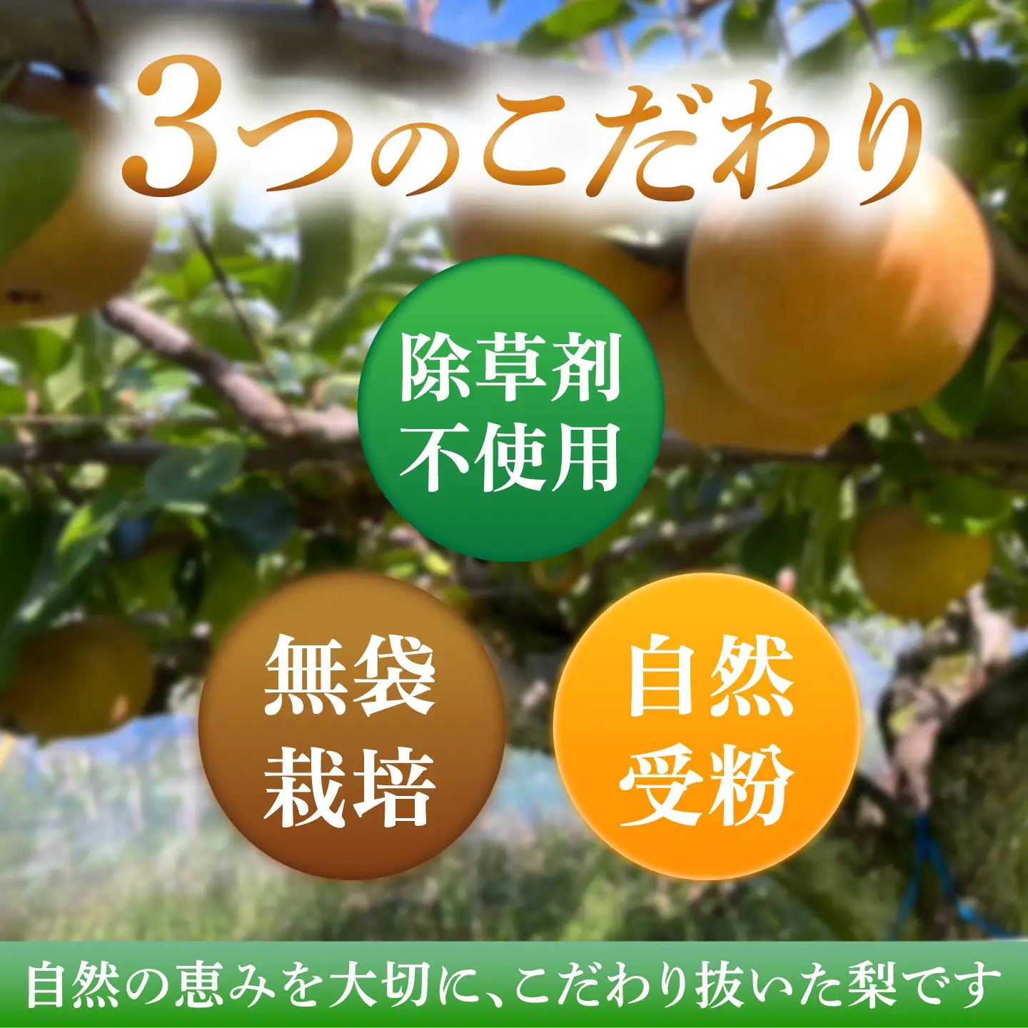 【産地直送】幸水3kg箱 Ｍ-2Lサイズ（10-12個）ー2026年8月より発送ー  長与町/つじ梨園[ECO001]  梨