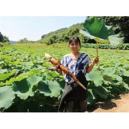 里山れんこん1kg_野菜 レンコン 根菜 れんこん 蓮根_【配送不可地域：離島】【1539837】