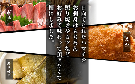 【先行予約】天然！地物！ひるがのハマチ 柵2本【合計500g以上】【2027年5月下旬以降順次発送予定】はまち ぶり ブリ [m36-a029]
