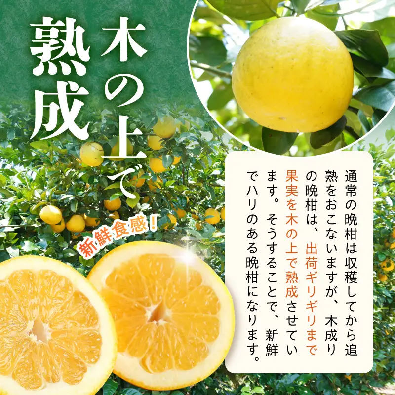 S040-032_農家の手摘み　あまくさ木成り晩柑　5kg