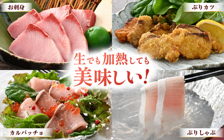 【先行予約】天然！地物！ひるがの春ぶり 柵3本【合計800g以上】【2027年5月下旬以降順次発送予定】ブリ 鰤 [m36-b020]