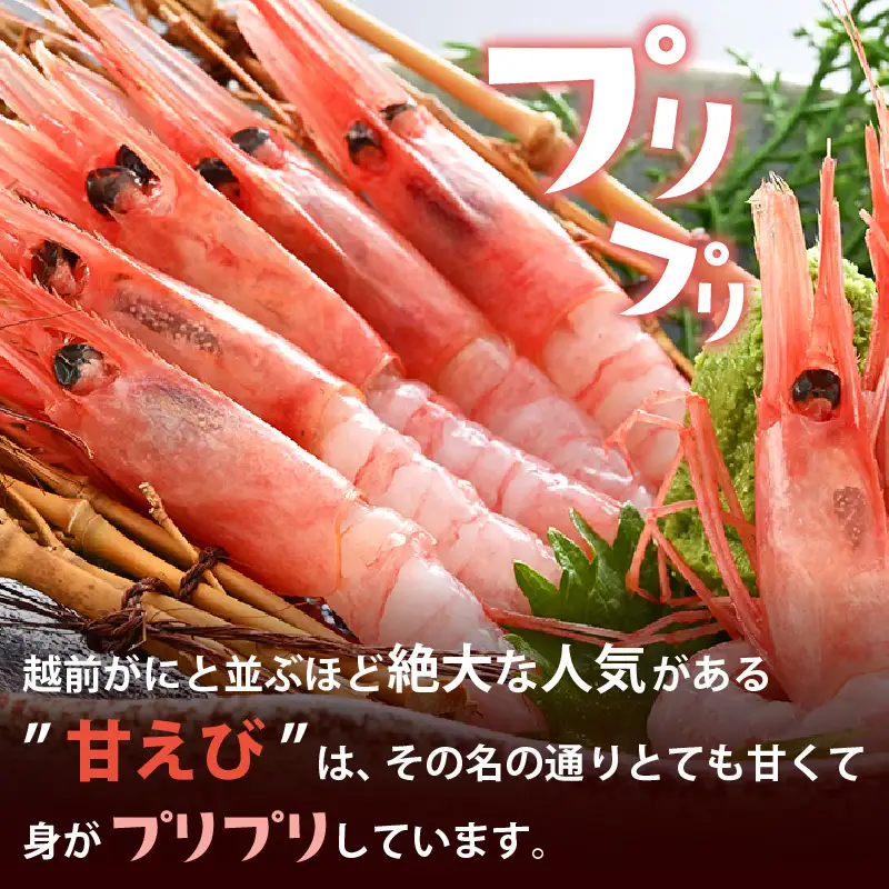 旬子持ち甘えび 小分け 約500g【12尾前後 × 3袋】中サイズ 鮮度格別 獲れたてを液体凍結 甘エビ 海老 お刺身 [m36-a014]