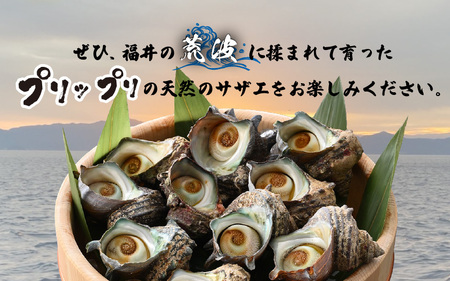 日本海若狭湾 【活きたまま天然サザエ約1kg】 海水パックにてお届け！【活サザエ BBQ】 [m36-a034]