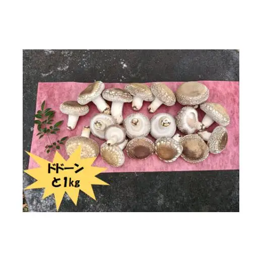 大きさいろいろ 肉厚プリプリ生椎茸１kg[1130] しいたけ シイタケ